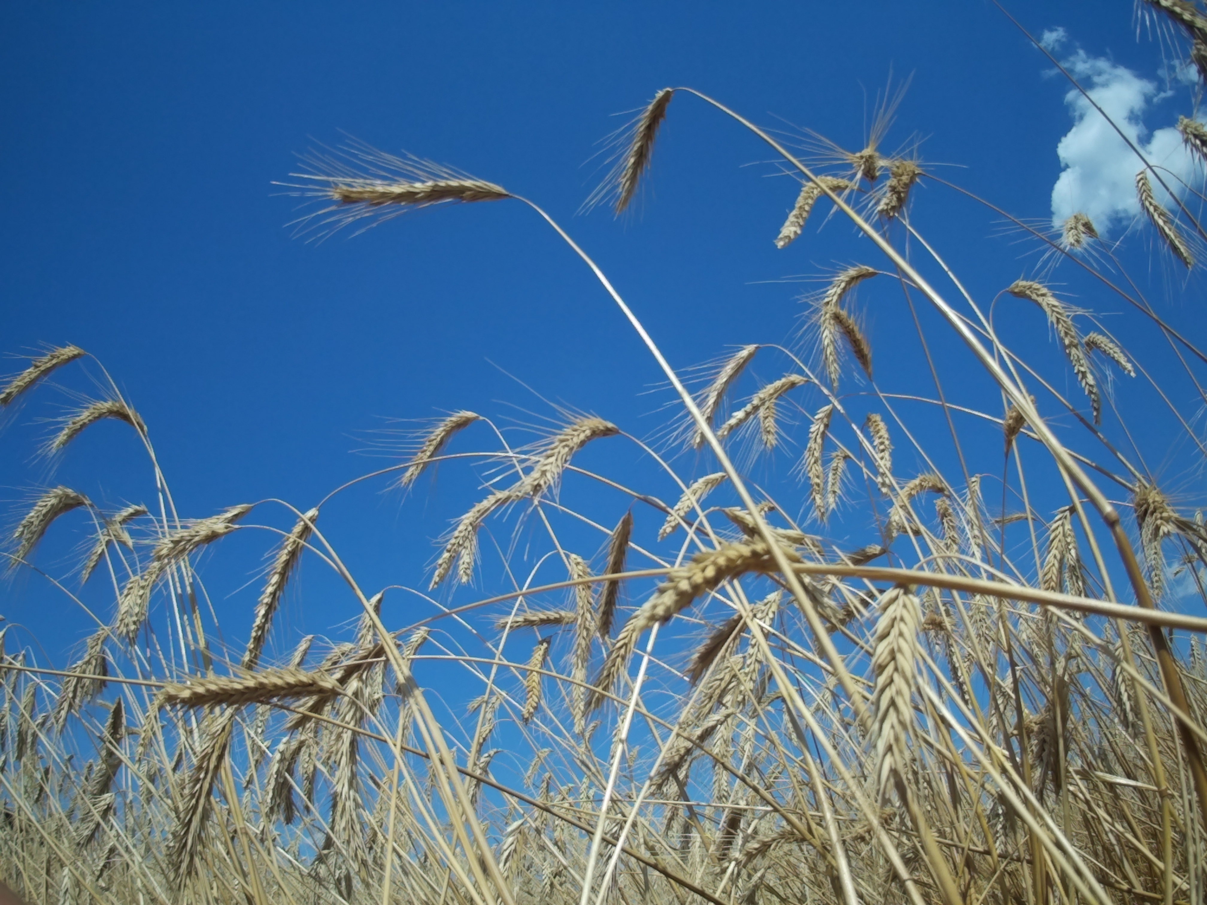 Свердловским аграриям компенсируют потери урожая из-за засухи