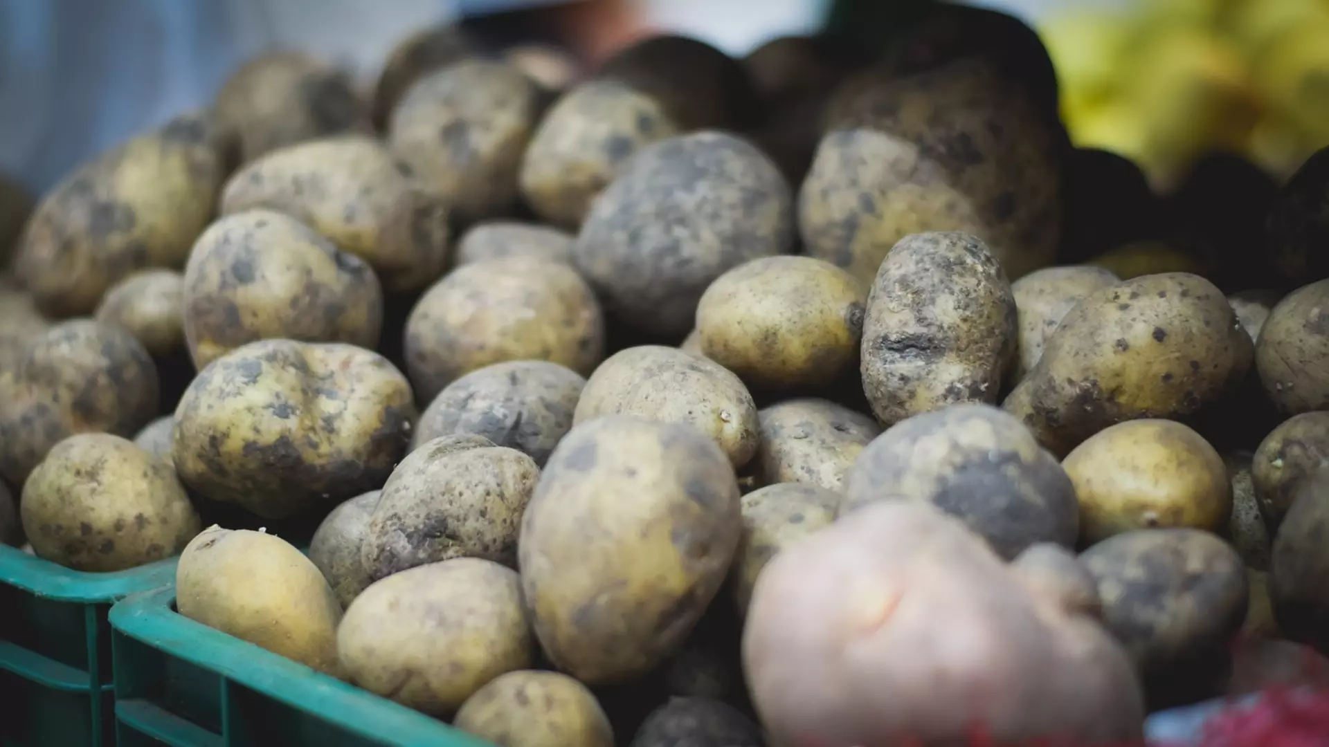 В Свердловской области картофель подешевел на 5,5%