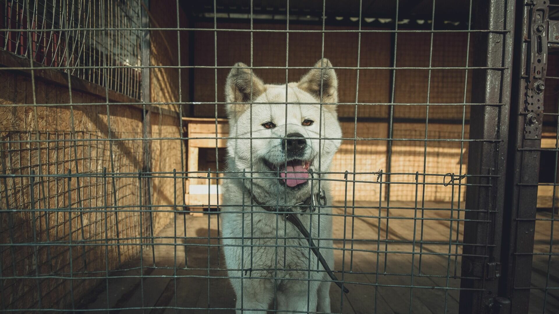 В Нижнем Тагиле на отлов собак планируется выделить дополнительно 600 тысяч рублей