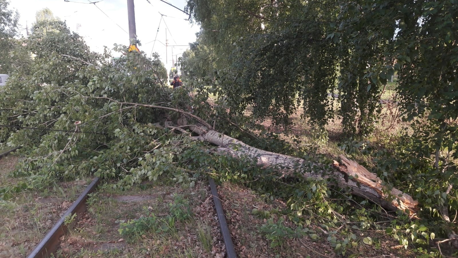 Упавшее от урагана дерево заблокировало проезд трамвая №6 на Северном в Нижнем Тагиле
